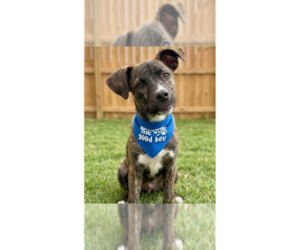 Mountain Cur-Unknown Mix Dogs for adoption in Grovertown, IN, USA