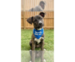 Small Mountain Cur Mix