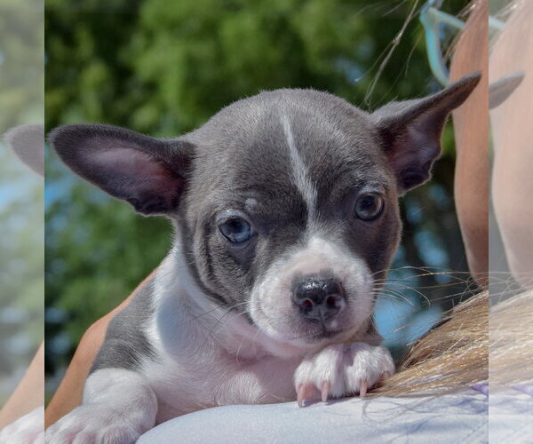Medium Photo #6 Jack-Rat Terrier Puppy For Sale in Huntley, IL, USA