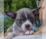 Small #5 Jack-Rat Terrier