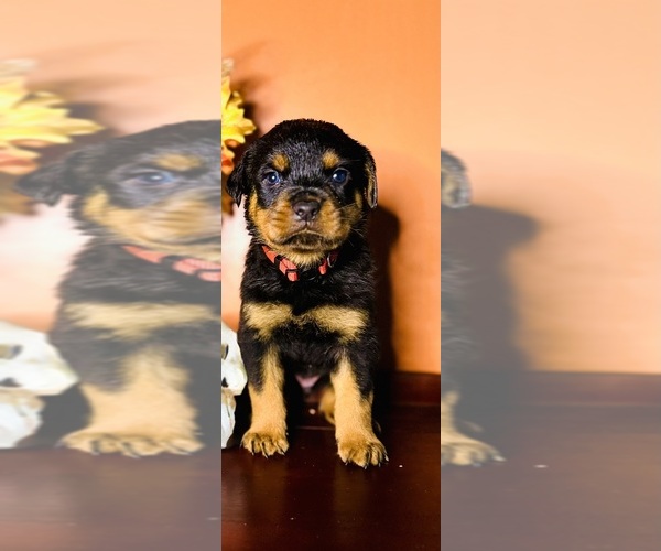 Medium Photo #1 Rottweiler Puppy For Sale in ALLENTOWN, PA, USA
