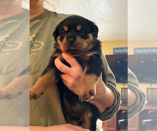 Medium Photo #3 Rottweiler Puppy For Sale in SARASOTA, FL, USA