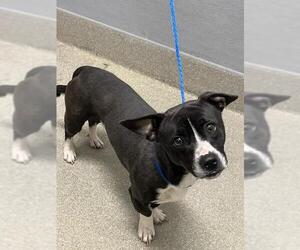 Chihuahua-Unknown Mix Dogs for adoption in Las Vegas, NV, USA