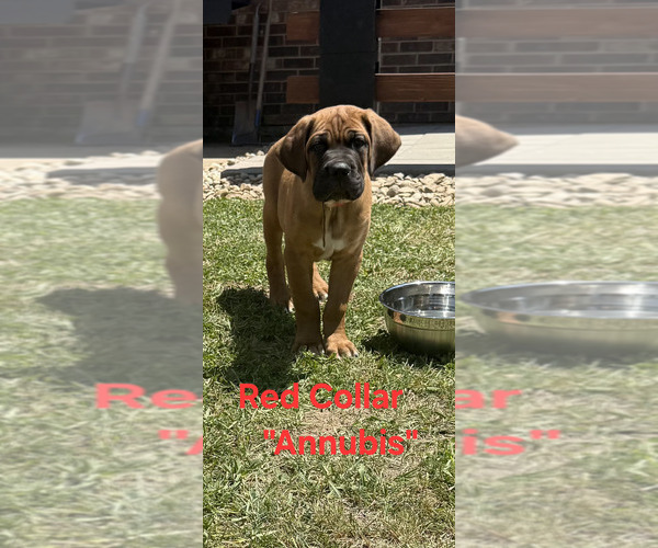 Medium Photo #2 Cane Corso Puppy For Sale in DANVILLE, IL, USA