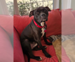 Small #2 Boxer Mix