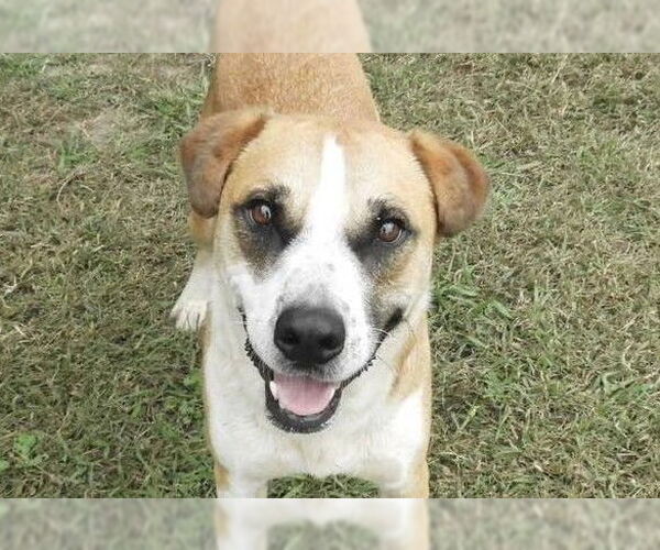 Medium Photo #1 Mutt Puppy For Sale in Anniston, AL, USA