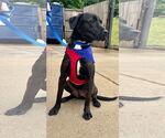 Small #11 Labrador Retriever Mix