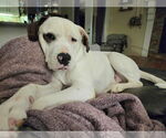 Small #18 Saint Bernard-Staffordshire Bull Terrier Mix