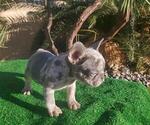 Small Photo #4 French Bulldog Puppy For Sale in N LAS VEGAS, NV, USA