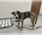 Small Mastiff Mix