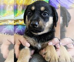Small #1 Black and Tan Coonhound-Rottweiler Mix