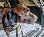 Small #2 Lab-Pointer