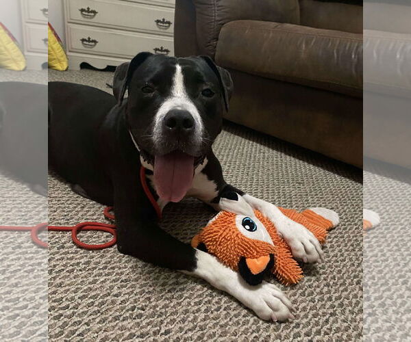 Medium Photo #3 American Pit Bull Terrier-Unknown Mix Puppy For Sale in Visalia, CA, USA