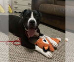 Small #2 American Pit Bull Terrier Mix