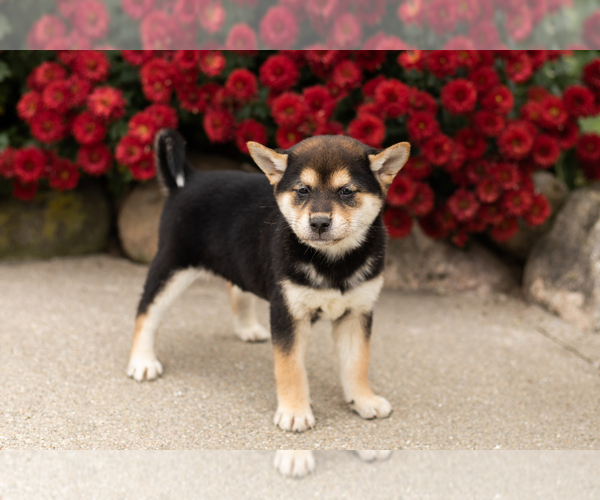 Medium Photo #4 Shiba Inu Puppy For Sale in MILLERSBURG, IN, USA