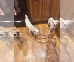 Small #1 Chihuahua Mix