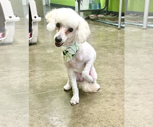 Poochon Dogs for adoption in Estherville, IA, USA