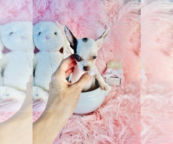 Medium Photo #13 Chihuahua Puppy For Sale in THONOTOSASSA, FL, USA