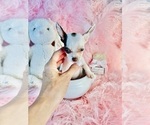 Small #12 Chihuahua