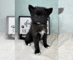 Small #3 Pomsky