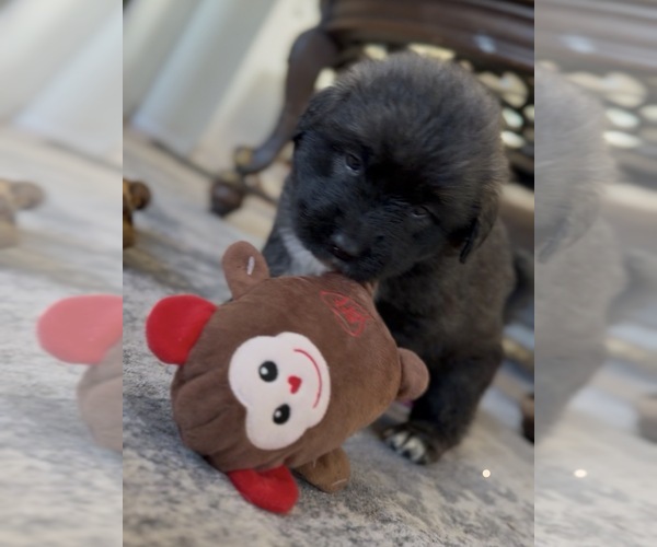 Medium Photo #43 Mastiff-Pyrenean Mastiff Mix Puppy For Sale in RHOME, TX, USA