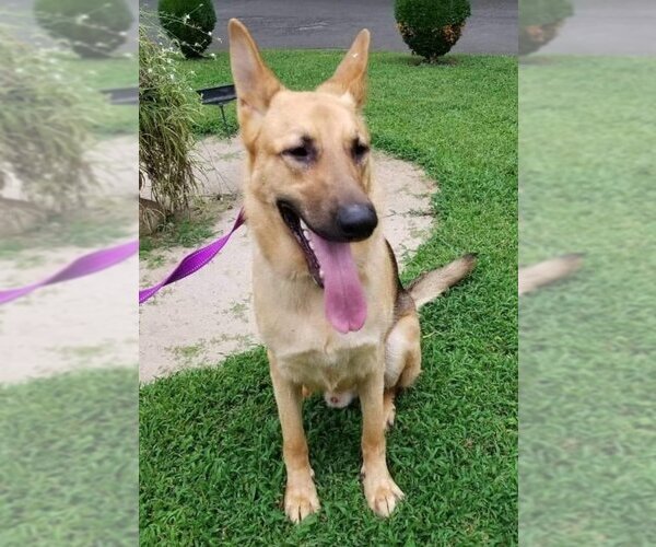 Medium Photo #4 German Shepherd Dog Puppy For Sale in Winston Salem, NC, USA