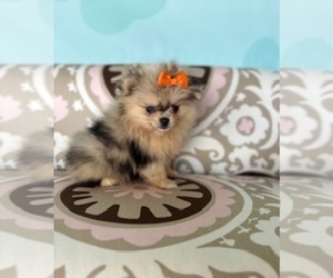 Pomeranian Puppy for sale in RIPLEY, MS, USA
