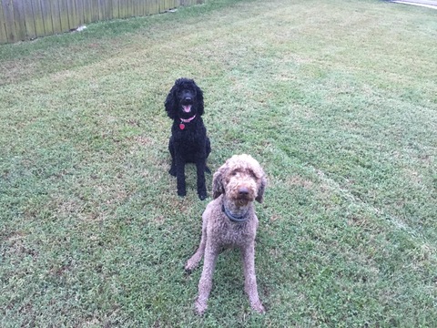 Medium Photo #1 Poodle (Standard) Puppy For Sale in JOPLIN, MO, USA