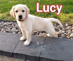 Labrador Retriever Puppy for sale in OSTERVILLE, MA, USA