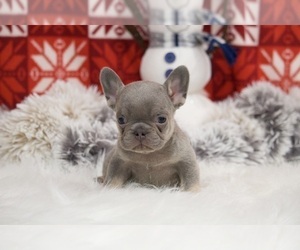 French Bulldog Puppy for sale in APPLE CREEK, OH, USA