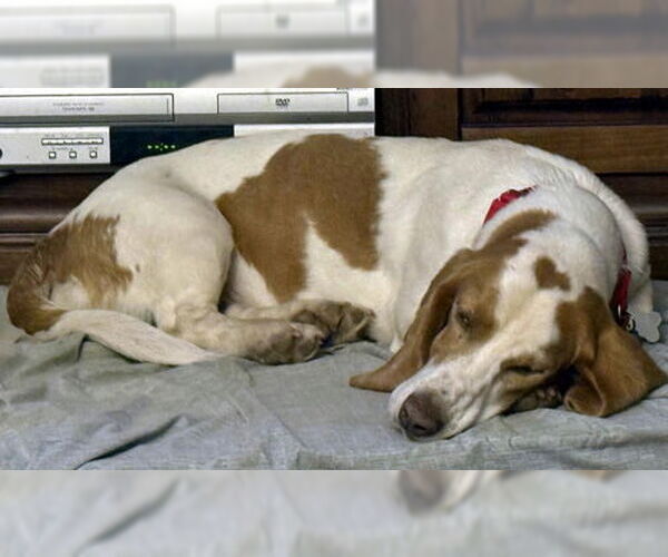 Medium Photo #3 Basset Hound Puppy For Sale in Deepwater, NJ, USA