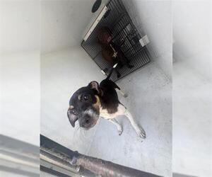 Chihuahua-Unknown Mix Dogs for adoption in Houston, TX, USA
