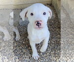 Small Australian Shepherd Mix