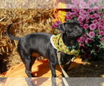 Small #17 Chihuahua Mix