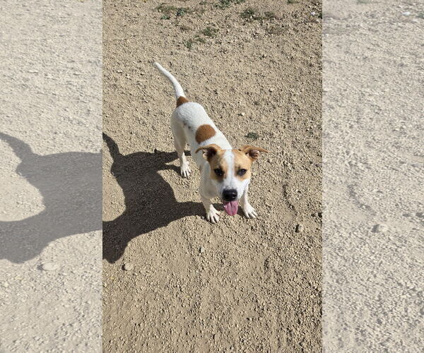 Medium Photo #1 Mutt Puppy For Sale in Maquoketa, IA, USA