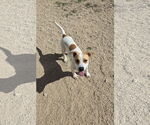 Small Mutt
