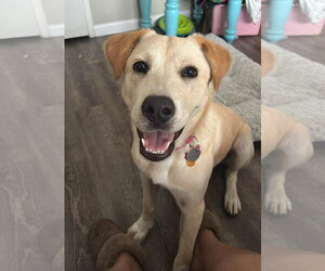 Labrador Retriever-Unknown Mix Dogs for adoption in Aurora, CO, USA