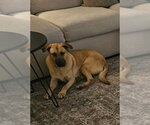 Small #10 Anatolian Shepherd Mix