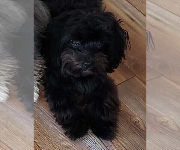 Medium Photo #1 Morkie Puppy For Sale in HOLLAND, MI, USA