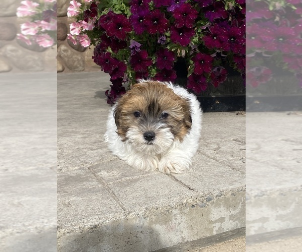 Medium Photo #5 Havanese Puppy For Sale in CANOGA, NY, USA