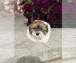 Small #4 Havanese