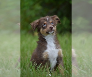 Miniature Australian Shepherd Puppy for sale in PALM COAST, FL, USA