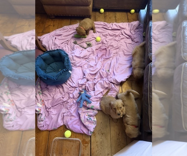 Medium Photo #4 Golden Retriever Puppy For Sale in WOODSTOCK, CT, USA