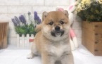 Small Photo #2 Shiba Inu Puppy For Sale in MANHATTAN, NY, USA