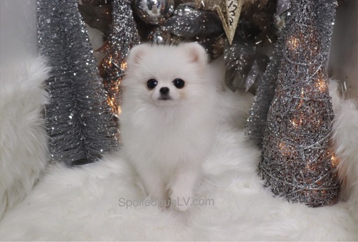 Medium Photo #2 Pomeranian Puppy For Sale in LAS VEGAS, NV, USA