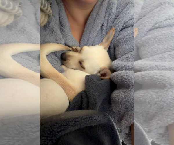 Medium Photo #4 Chihuahua Puppy For Sale in Arlington, VA, USA