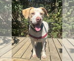 Small Photo #18 Mutt Puppy For Sale in Elmsford, NY, USA