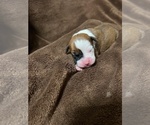 Small Photo #10 Boxer Puppy For Sale in PONTOTOC, MS, USA