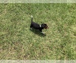 Small Photo #15 Beagle Puppy For Sale in COLDSPRING, TX, USA
