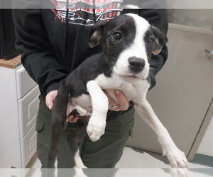 Border Collie-Unknown Mix Dogs for adoption in Oroville, CA, USA